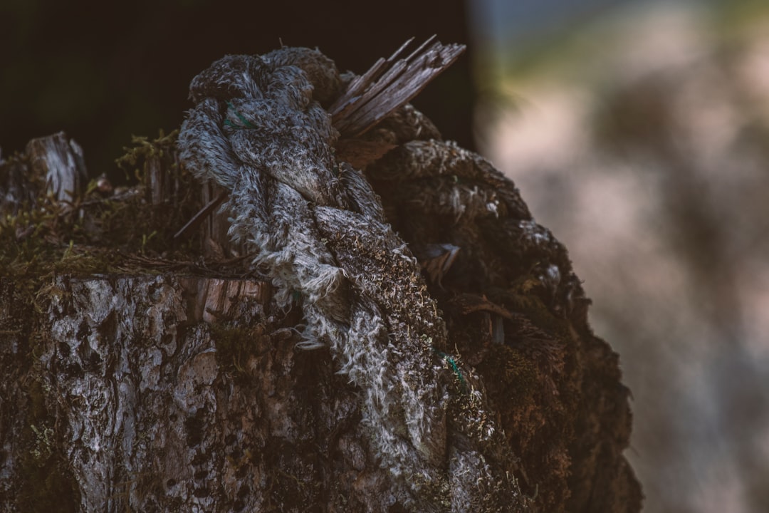 blue rope on brown tree trunk