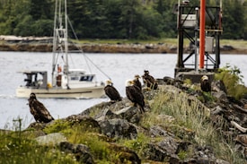 A group of eagles perched on rocky terrain near a body of water, with a boat sailing in the background. The scene is set against a backdrop of lush, green trees and a partly cloudy sky. A red structure, possibly a part of a dock or marine equipment, is visible on the right side.