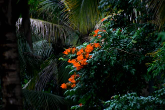 orange flowers in green leaves