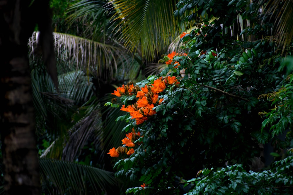 orange flowers in green leaves