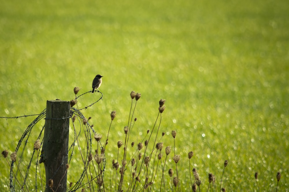 brown and white bird on brown wooden fence during daytime