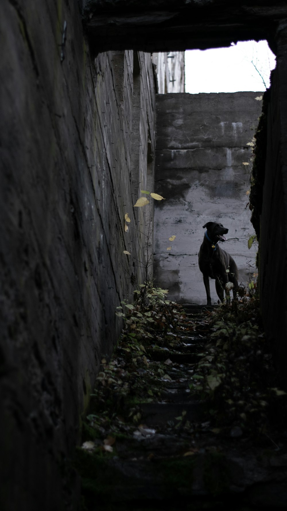 black labrador retriever standing on gray concrete wall during daytime
