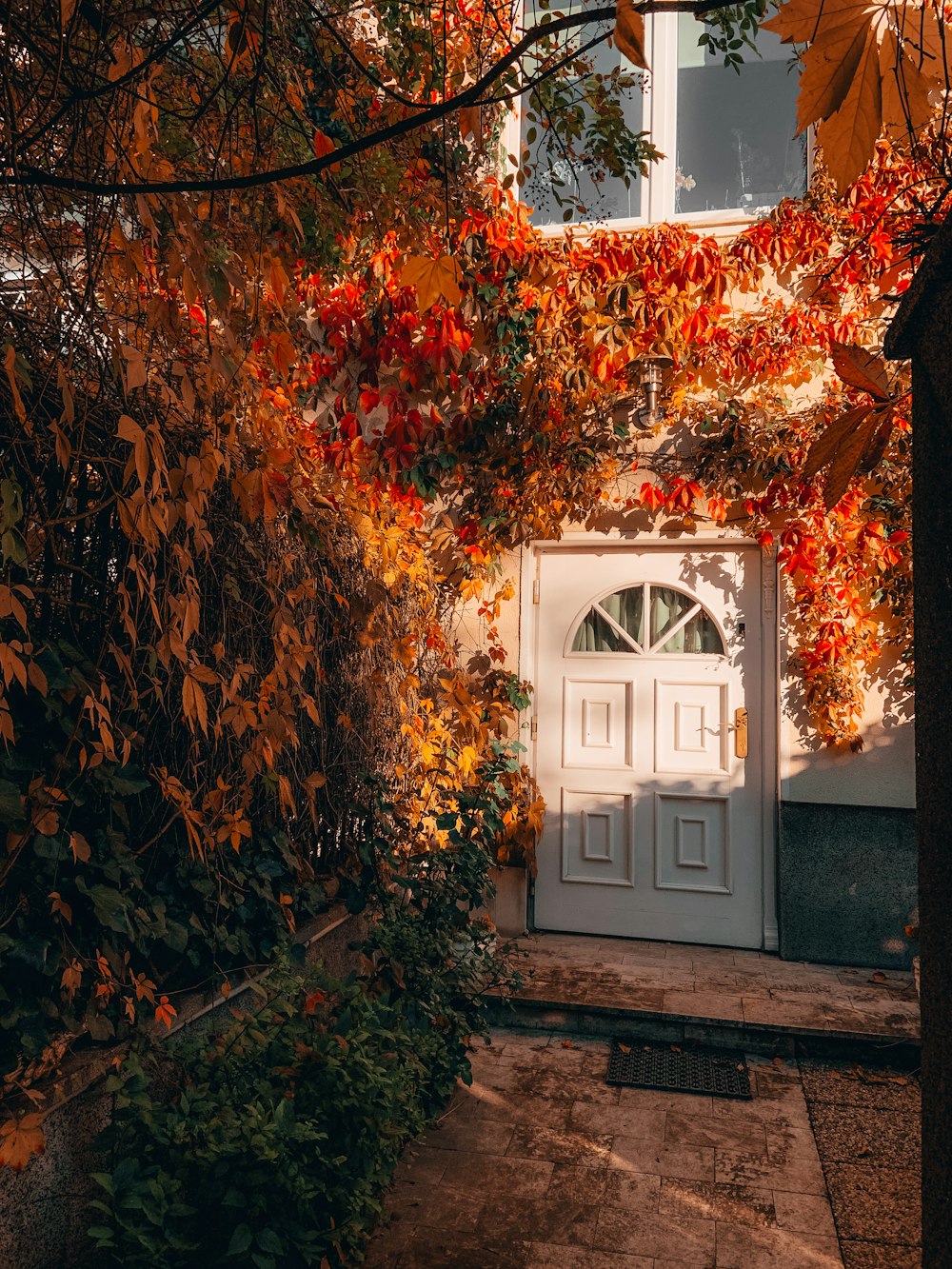 white wooden door near brown leaves tree