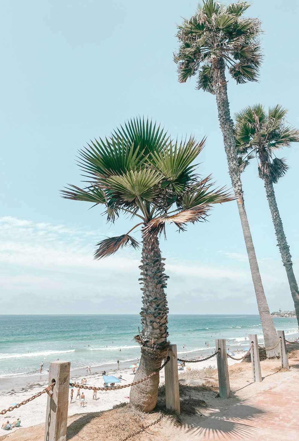 palm tree near body of water during daytime