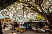 A small roadside market is shaded by a large tree with dense green foliage. Various fruits and vegetables are displayed in wooden crates and baskets. There are several bicycles with attached carts, likely used for transporting goods. A few people are visible, one standing near a bicycle and others sitting or attending to the stalls. Nearby, a residential building is partially visible behind a fence.