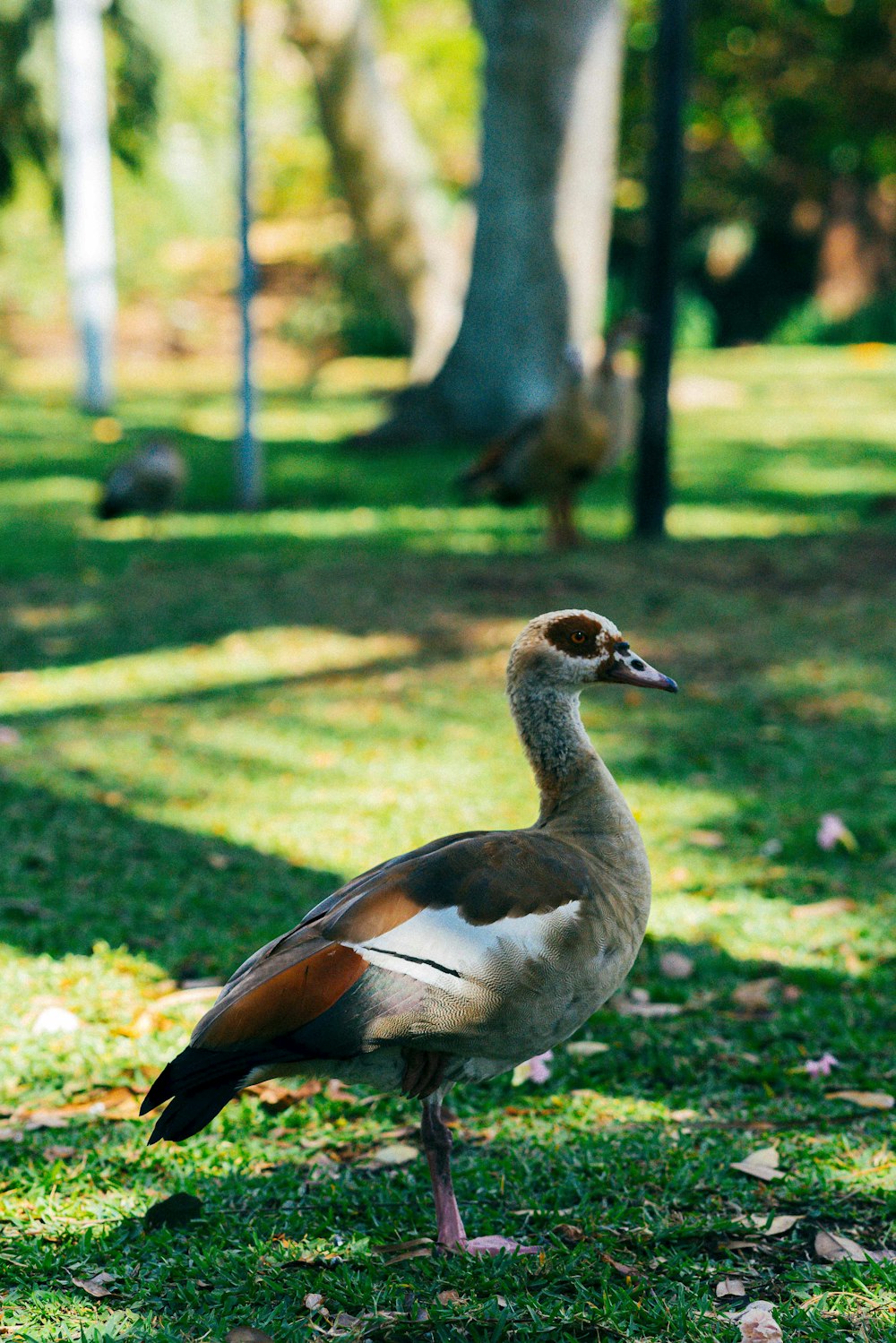 brown and white duck on green grass field during daytime