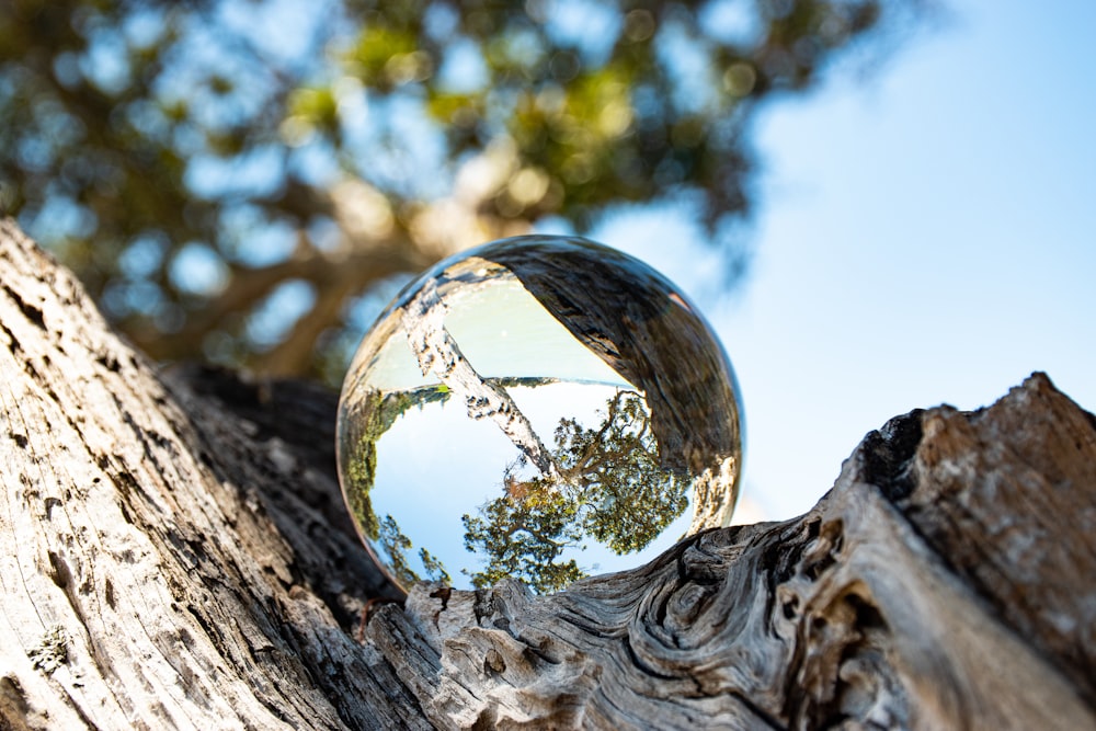 昼間の茶色の木の幹の上の透明なガラス球