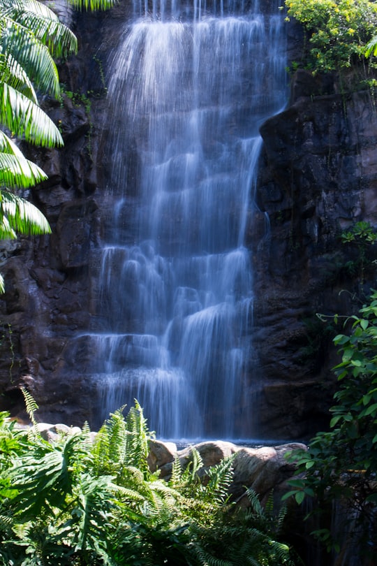 water falls in the middle of the forest in Sentosa Singapore