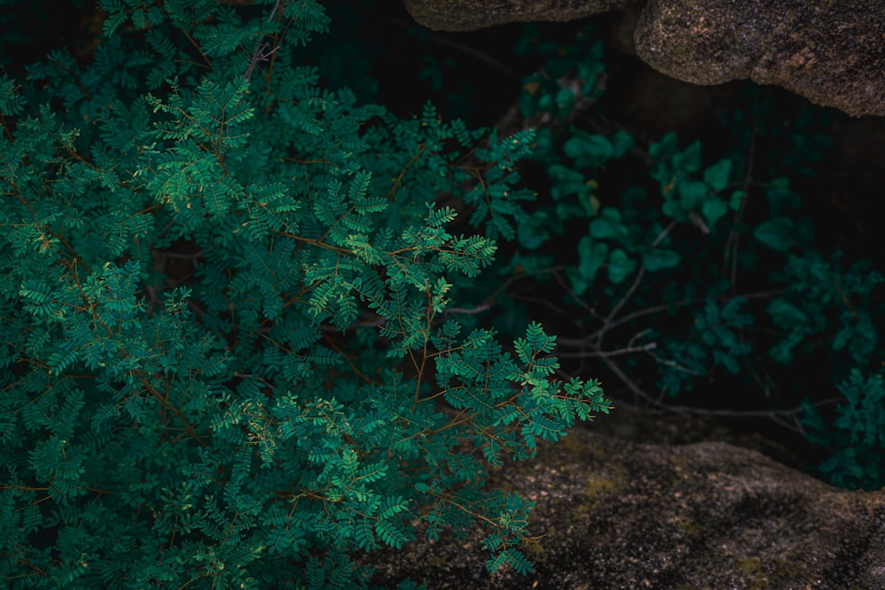 green and red leaf plant