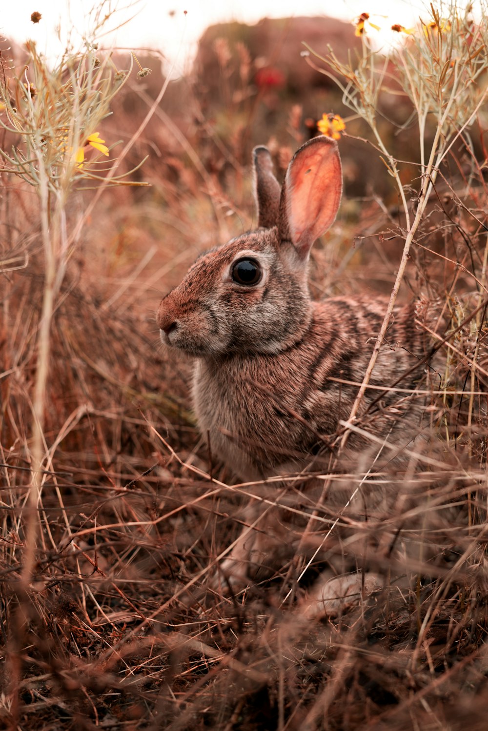 brown rabbit on brown grass during daytime