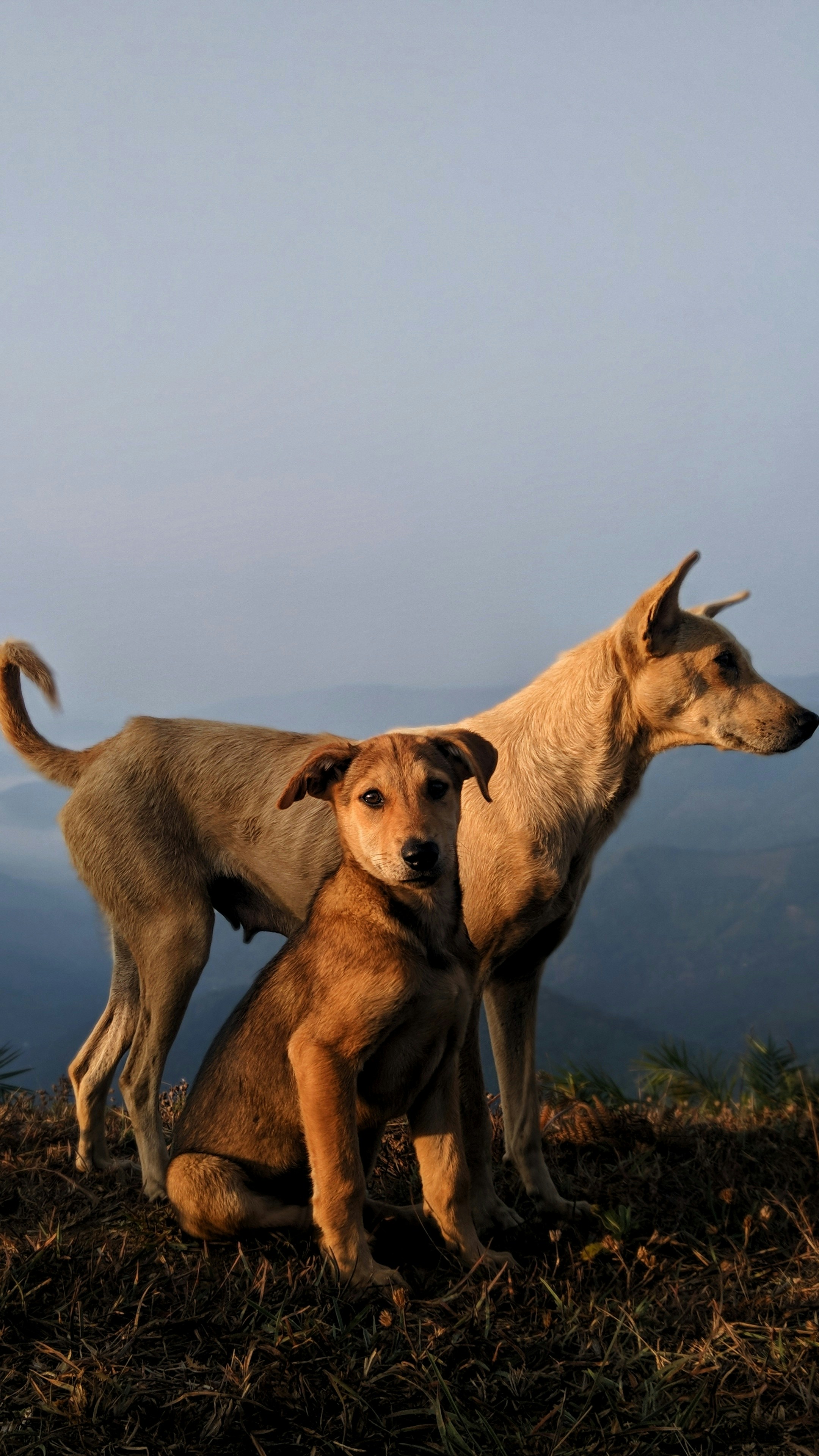 Créer du lien grâce aux animaux : quand la médiation animale change des vies en maison de retraite