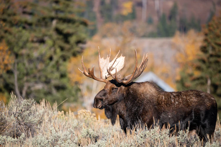 Bull moose with a full rack standing in golden autumn grass