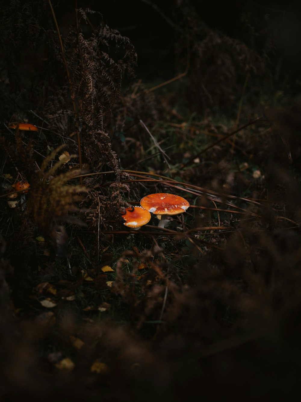 brown mushroom on green grass