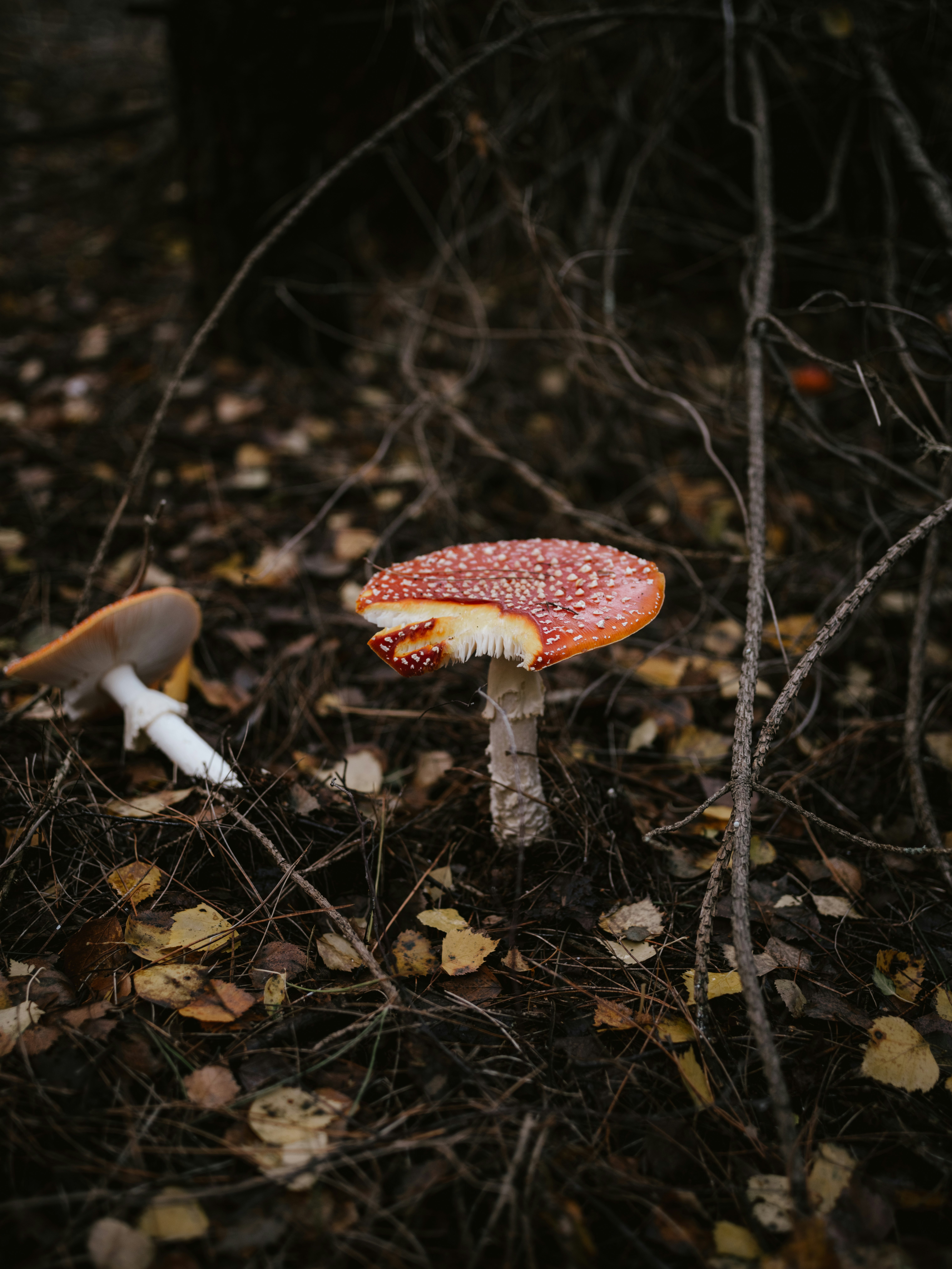 red and white mushroom in the woods
