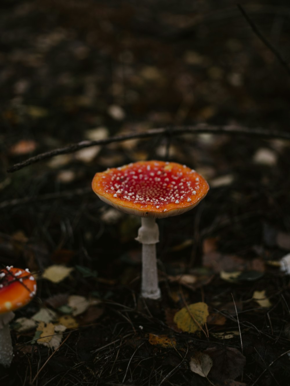Roter und weißer Pilz im Wald