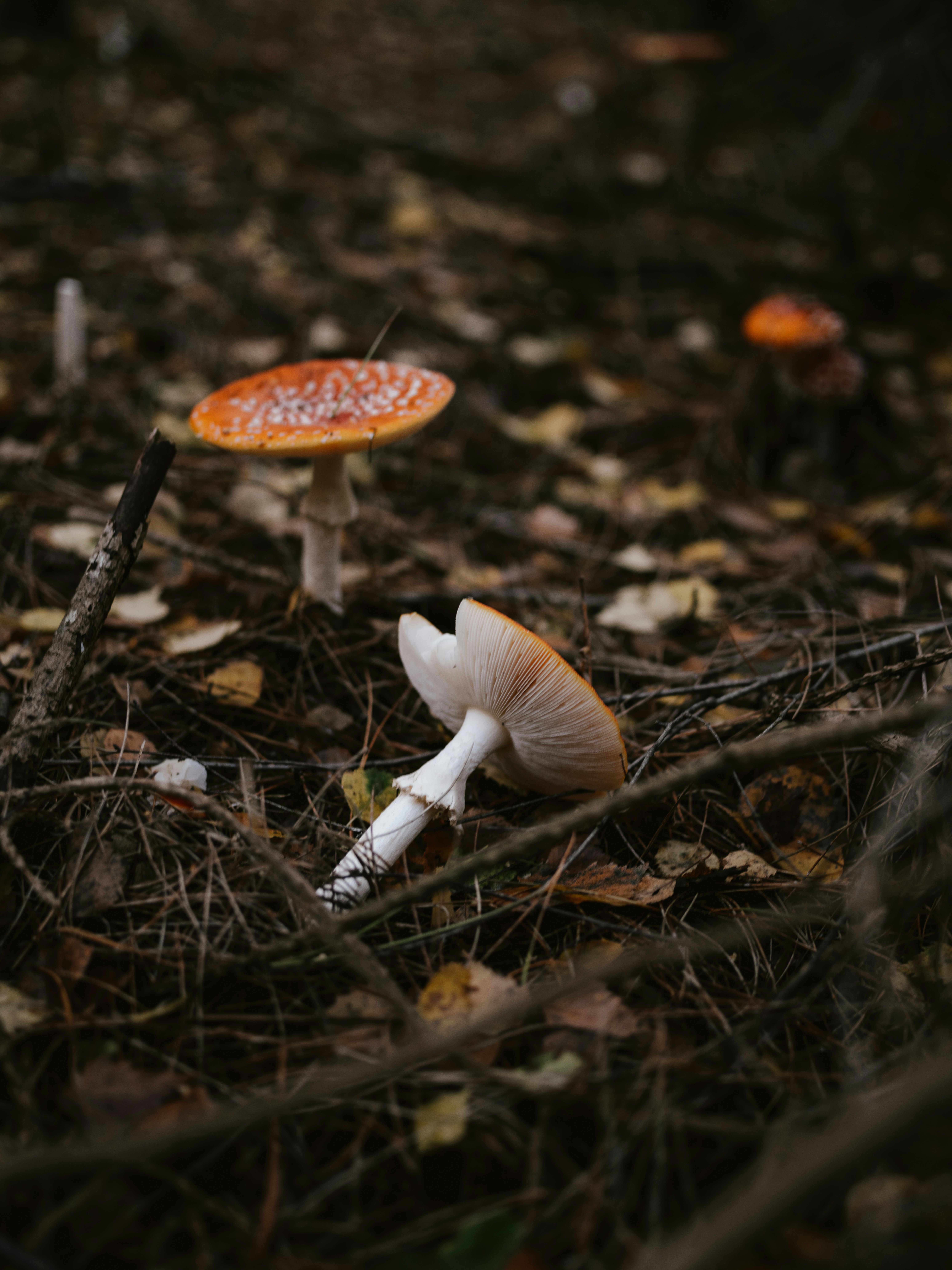 Photo by anniespratt