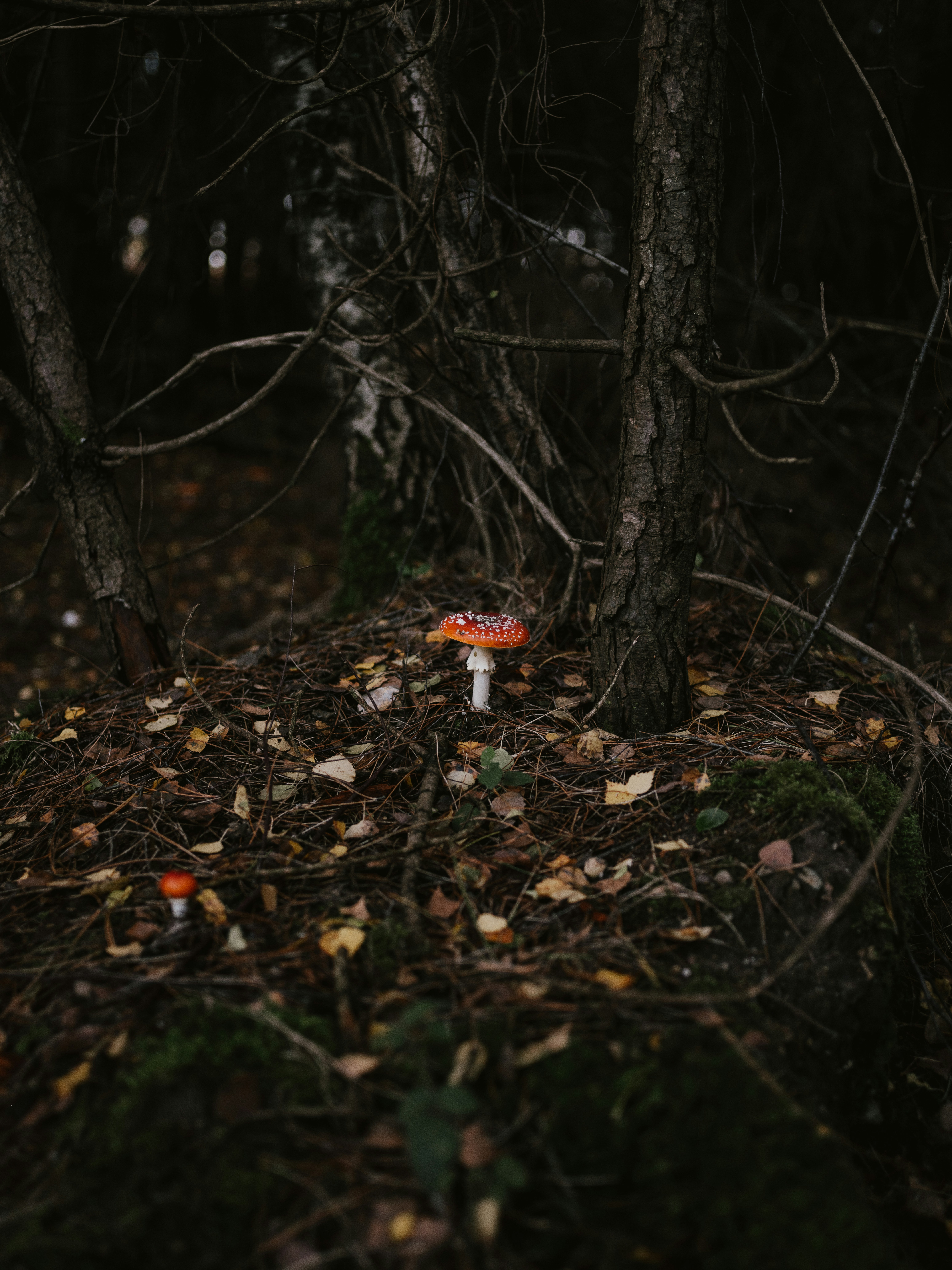 Photo by anniespratt