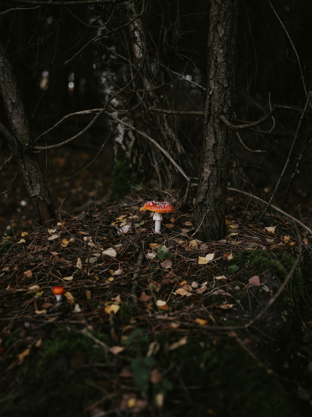 brown dried leaves on ground