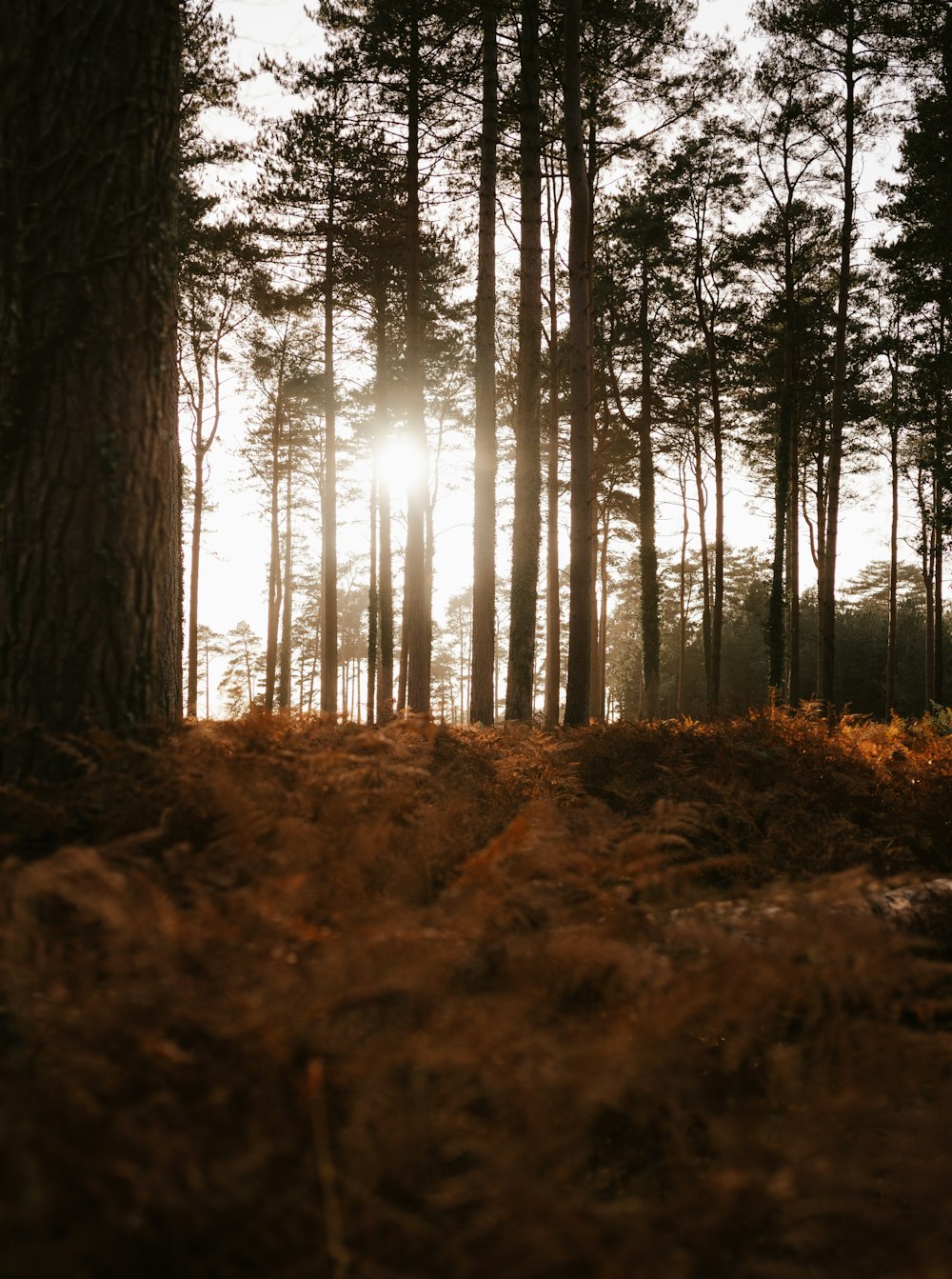 brown trees on brown grass field during daytime