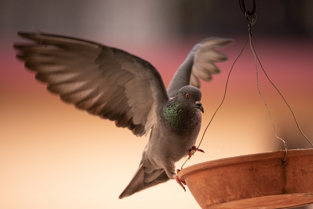 green and gray bird flying
