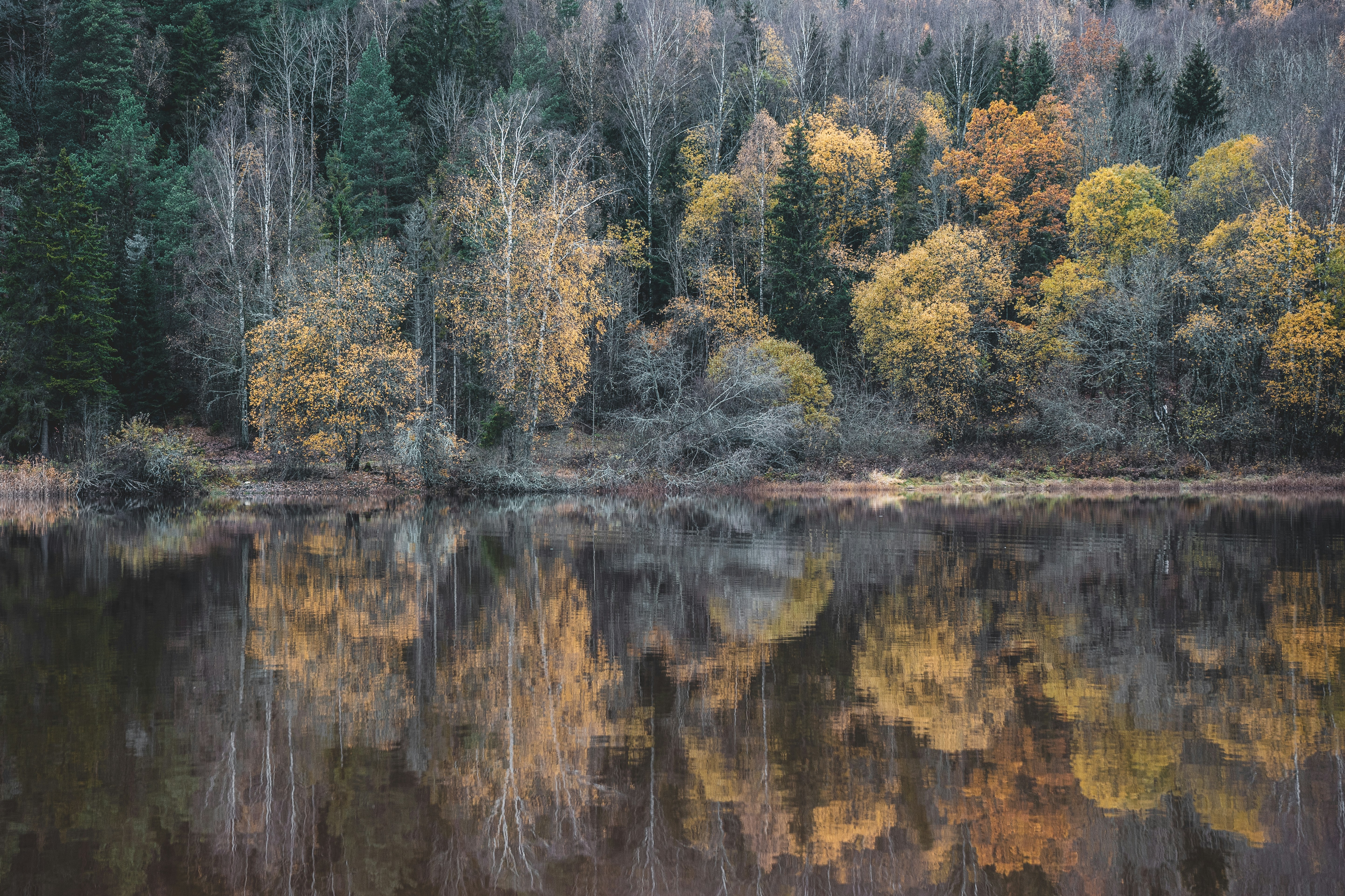 brown and green trees beside body of water during daytime