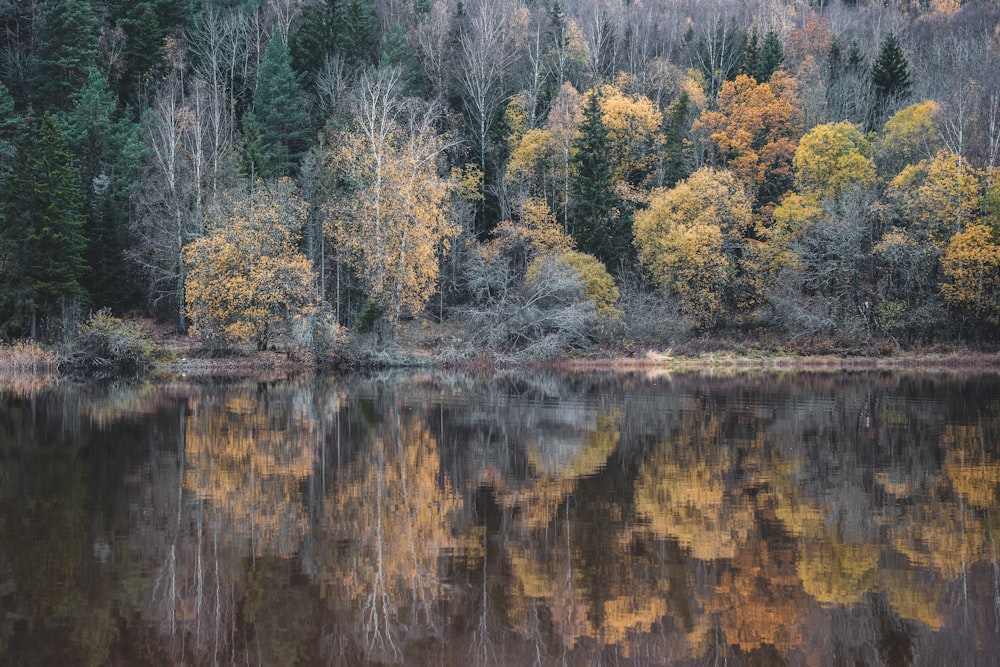 brown and green trees beside body of water during daytime