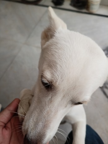 A close-up of a pet’s paw resting gently on a loving owner’s hand.