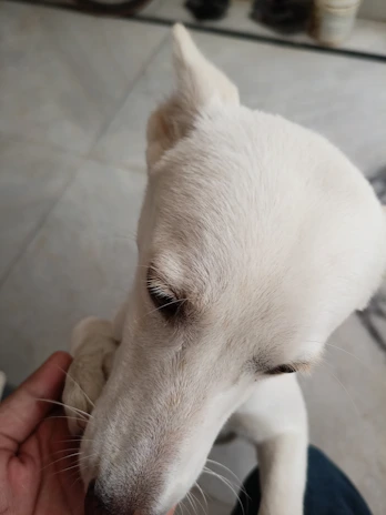 Close-up of a warm hand cradling a dog's paw, highlighting trust and care against a pale backdrop.