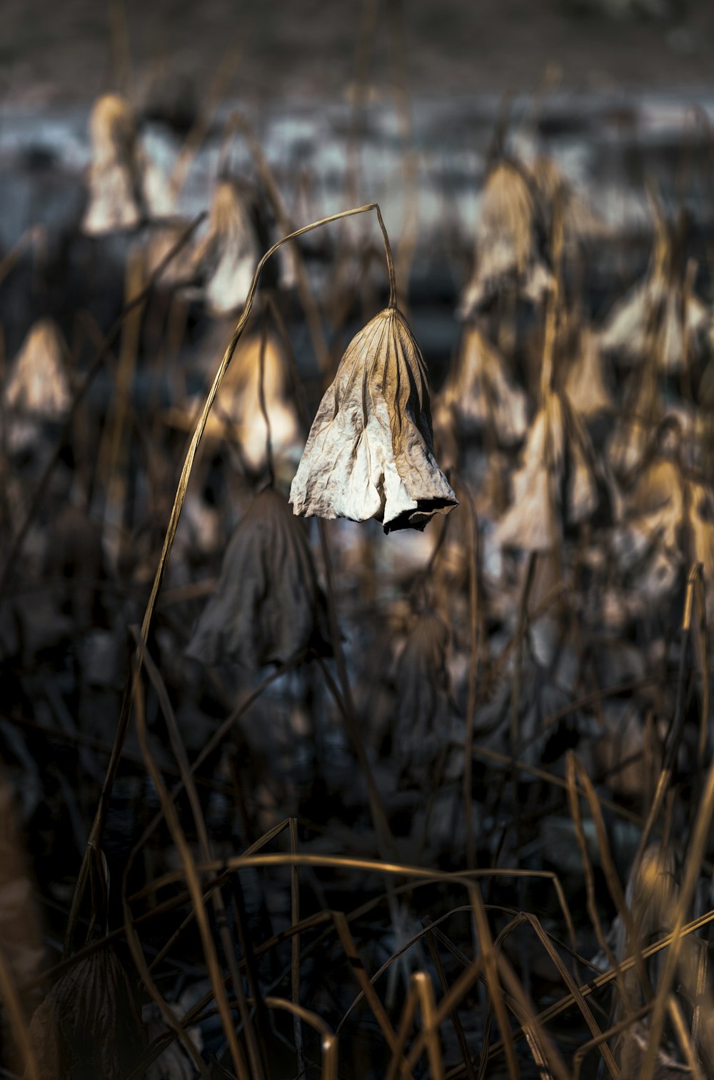 brown dried leaf in tilt shift lens