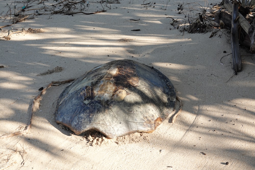 brown and black rock on white sand