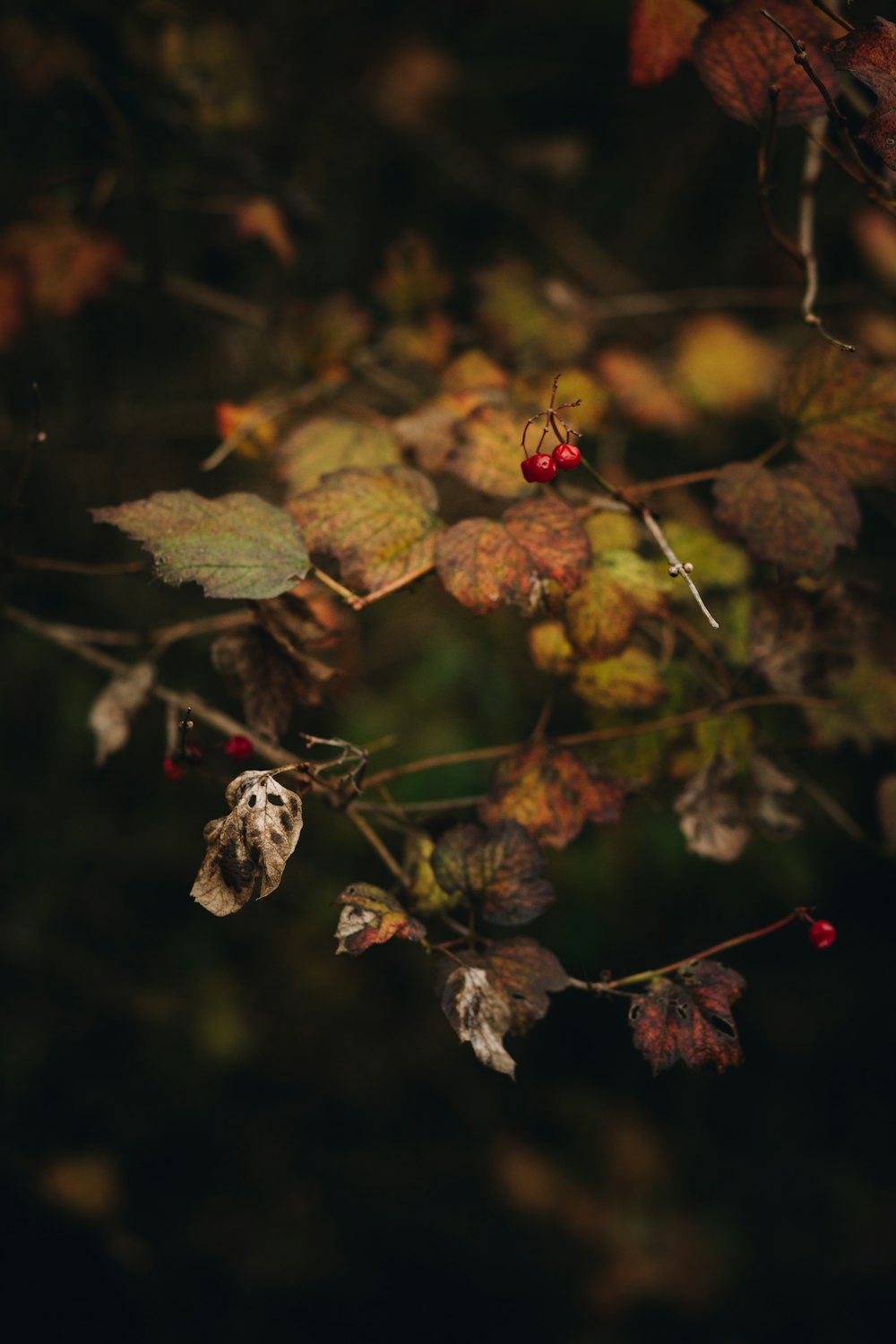 frutos redondos vermelhos em folhas verdes