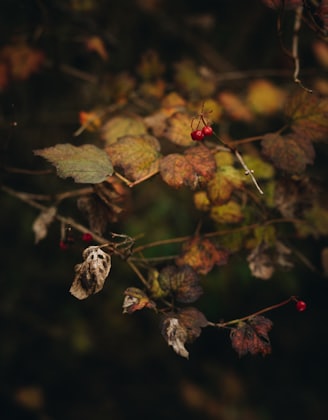 red round fruits on green leaves