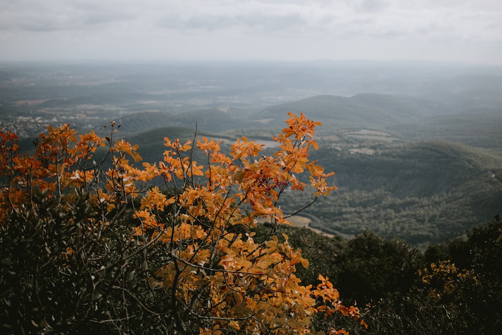 brown leaf tree on mountain top