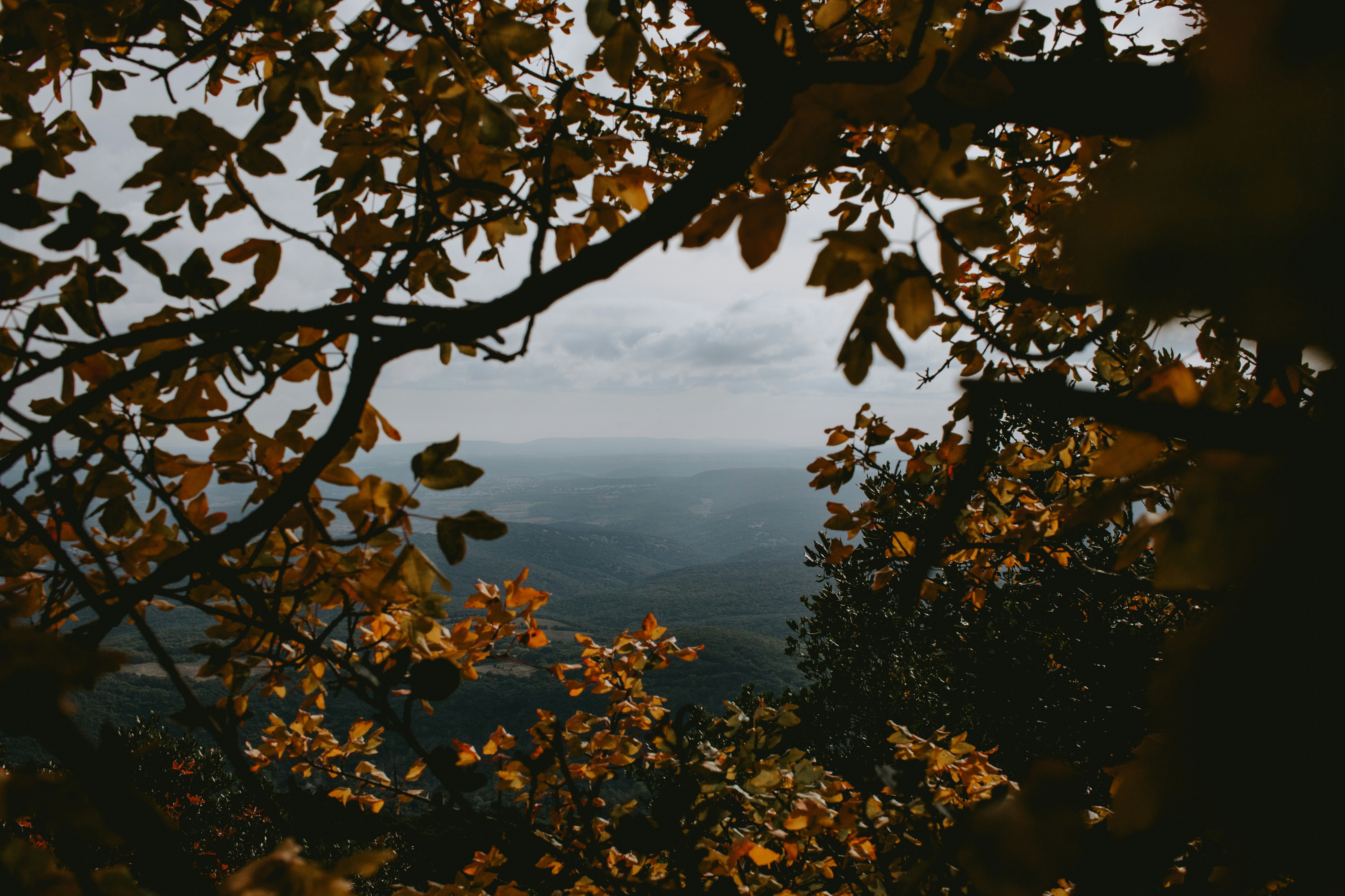 green tree near body of water during daytime