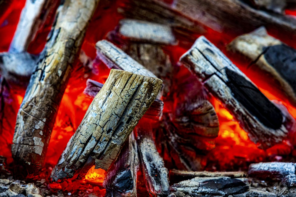 brown and gray wood log