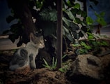 A small cat with white and gray fur sits attentively in a garden area, surrounded by lush green leaves and a tree trunk. The ground is covered in dirt with some rocks visible.