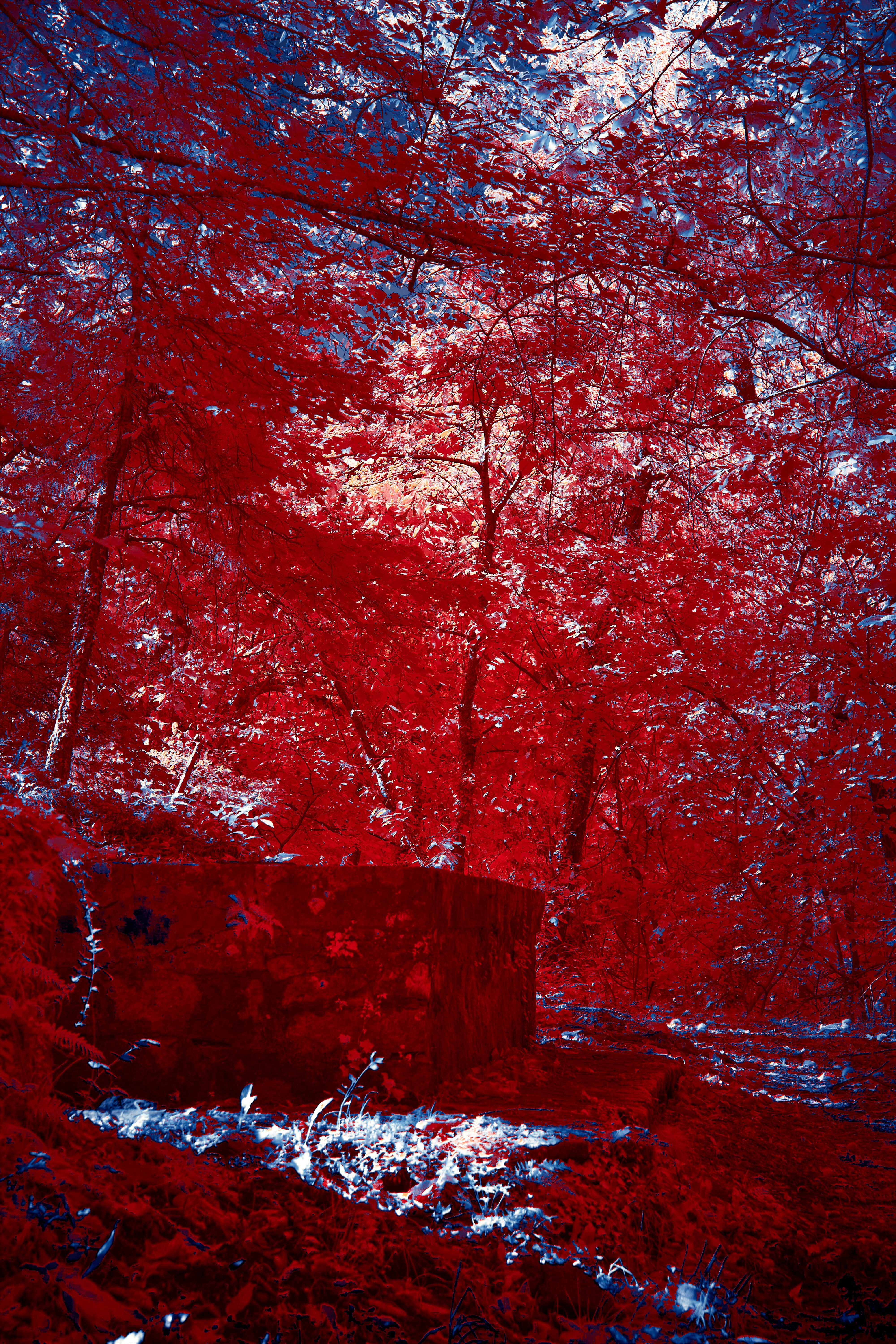 Photo by wolfgang_hasselmann