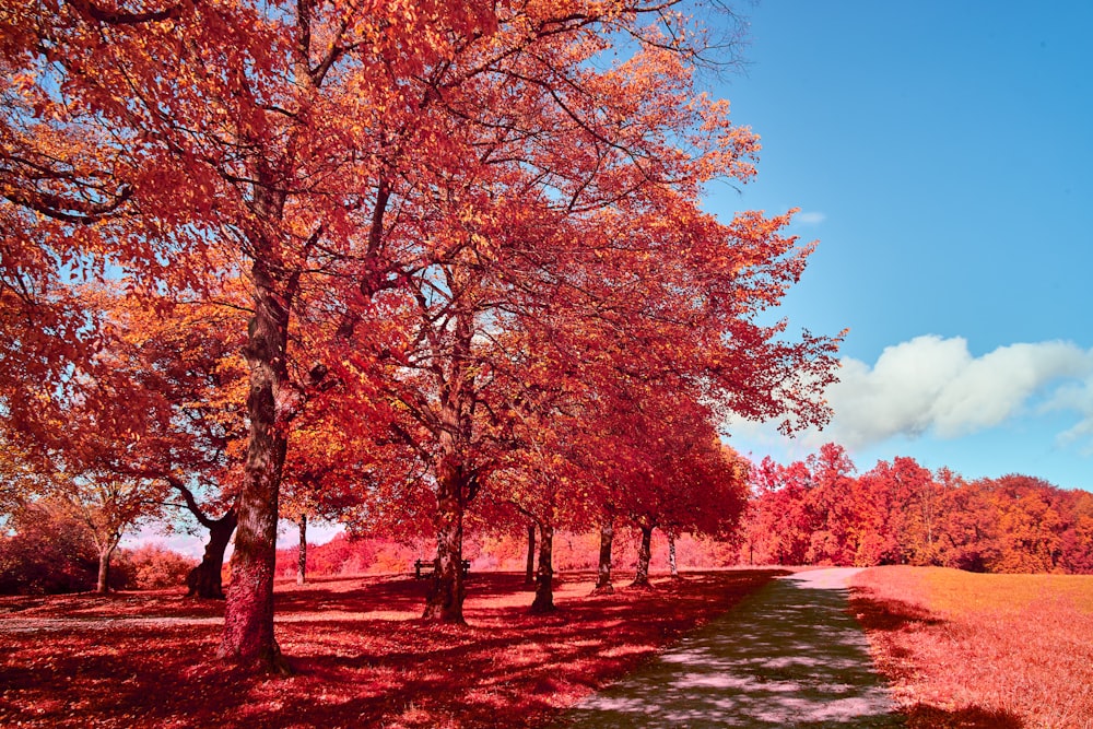 brown trees near river during daytime