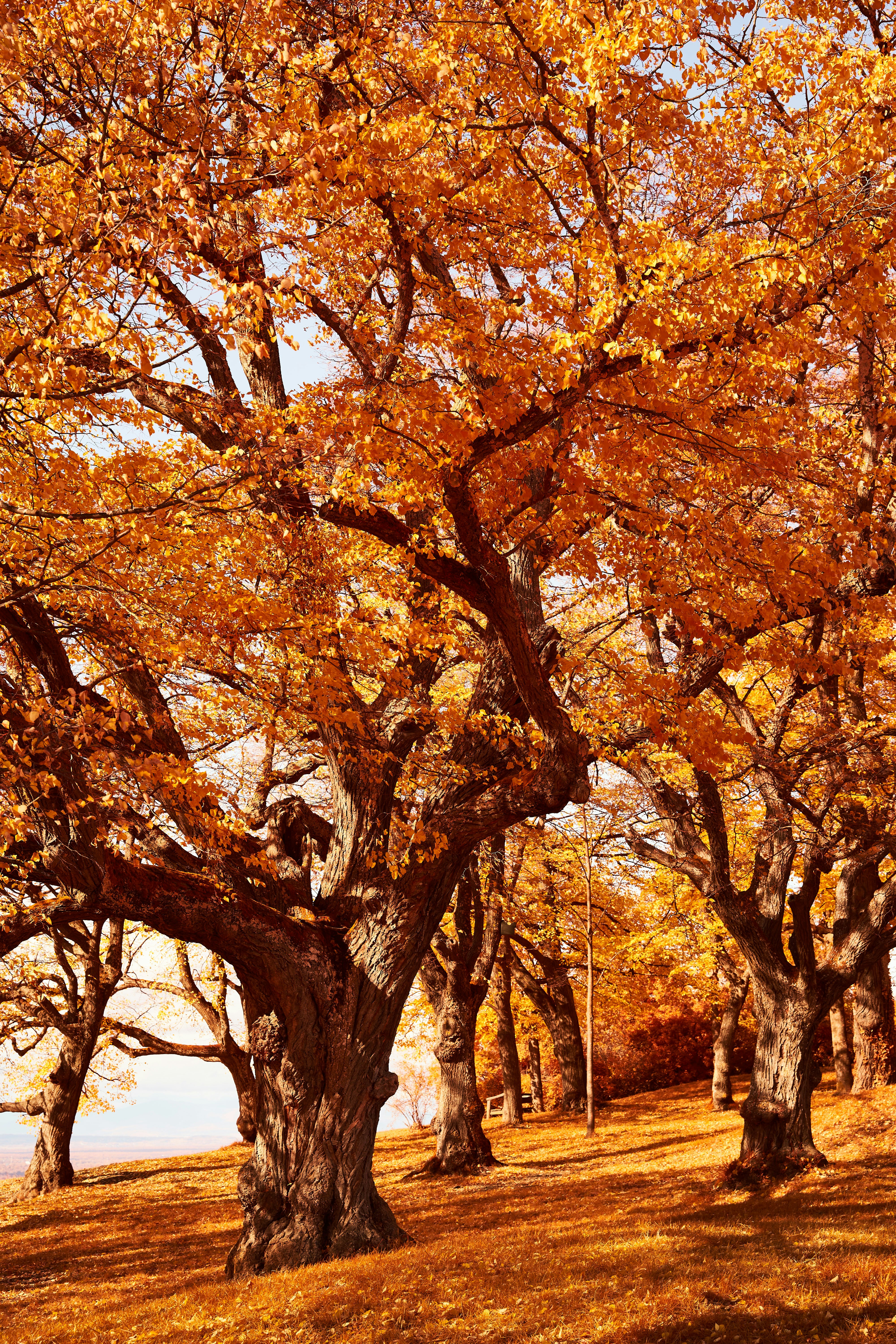 Photo by wolfgang_hasselmann