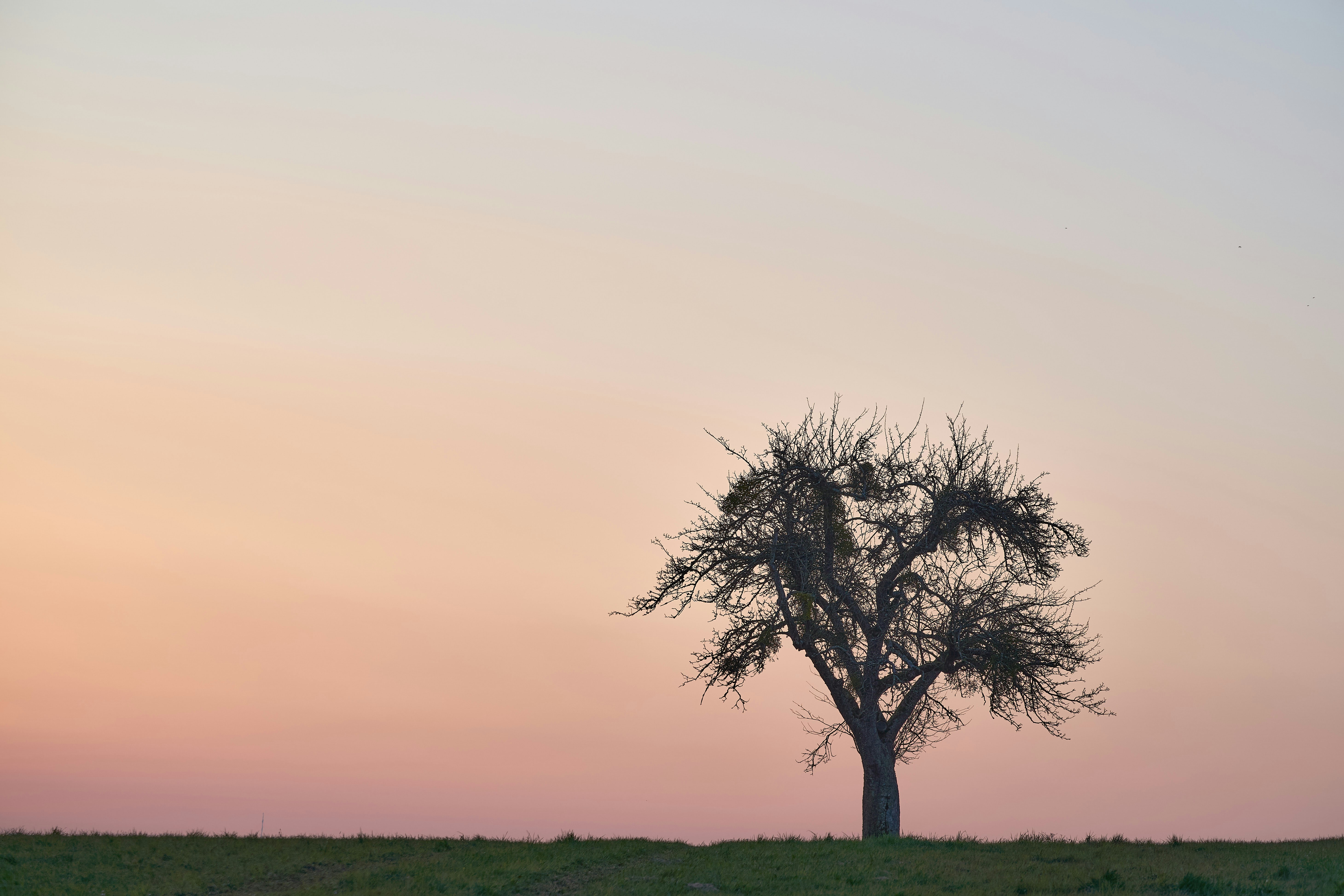 Photo by wolfgang_hasselmann