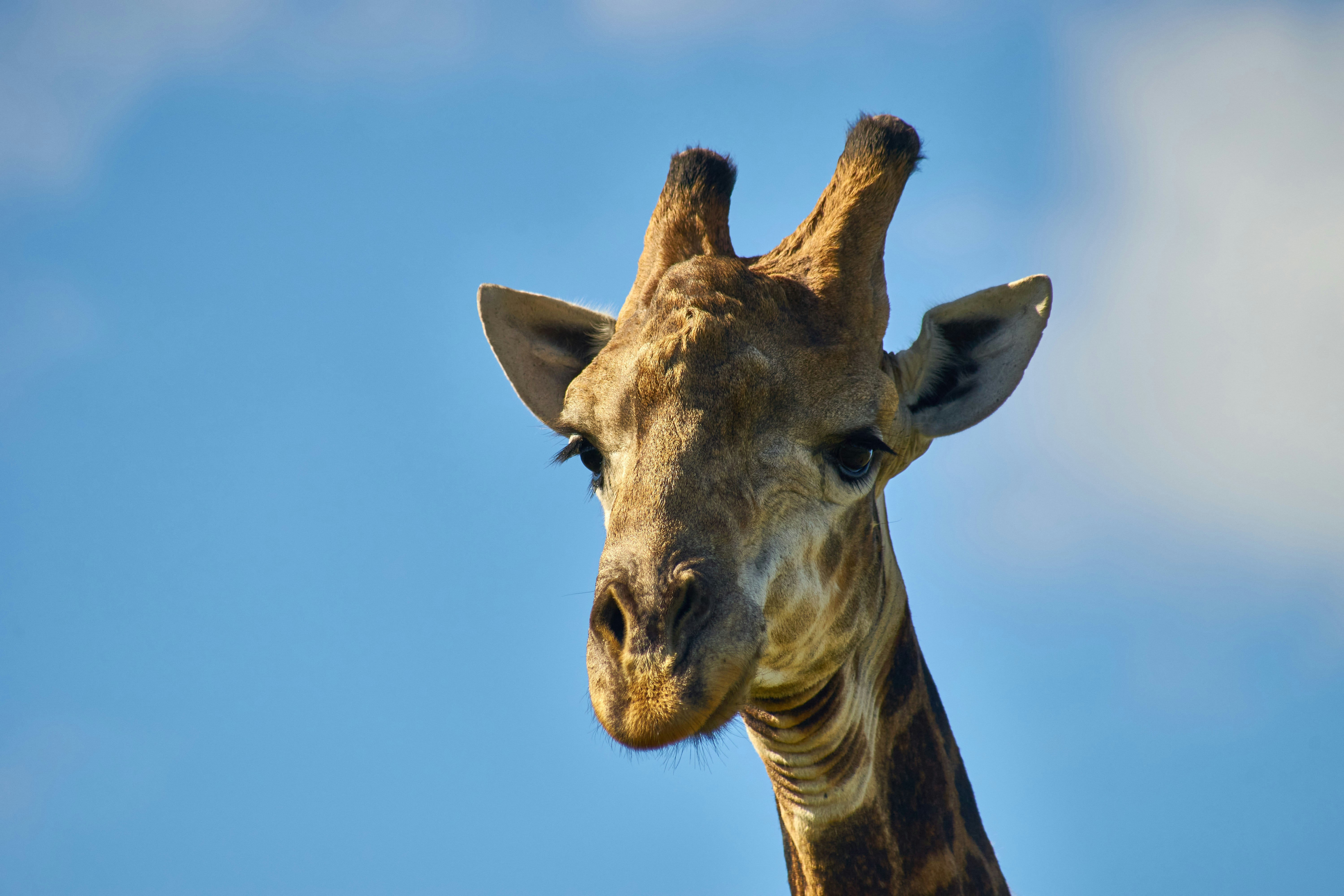 Photo by wolfgang_hasselmann