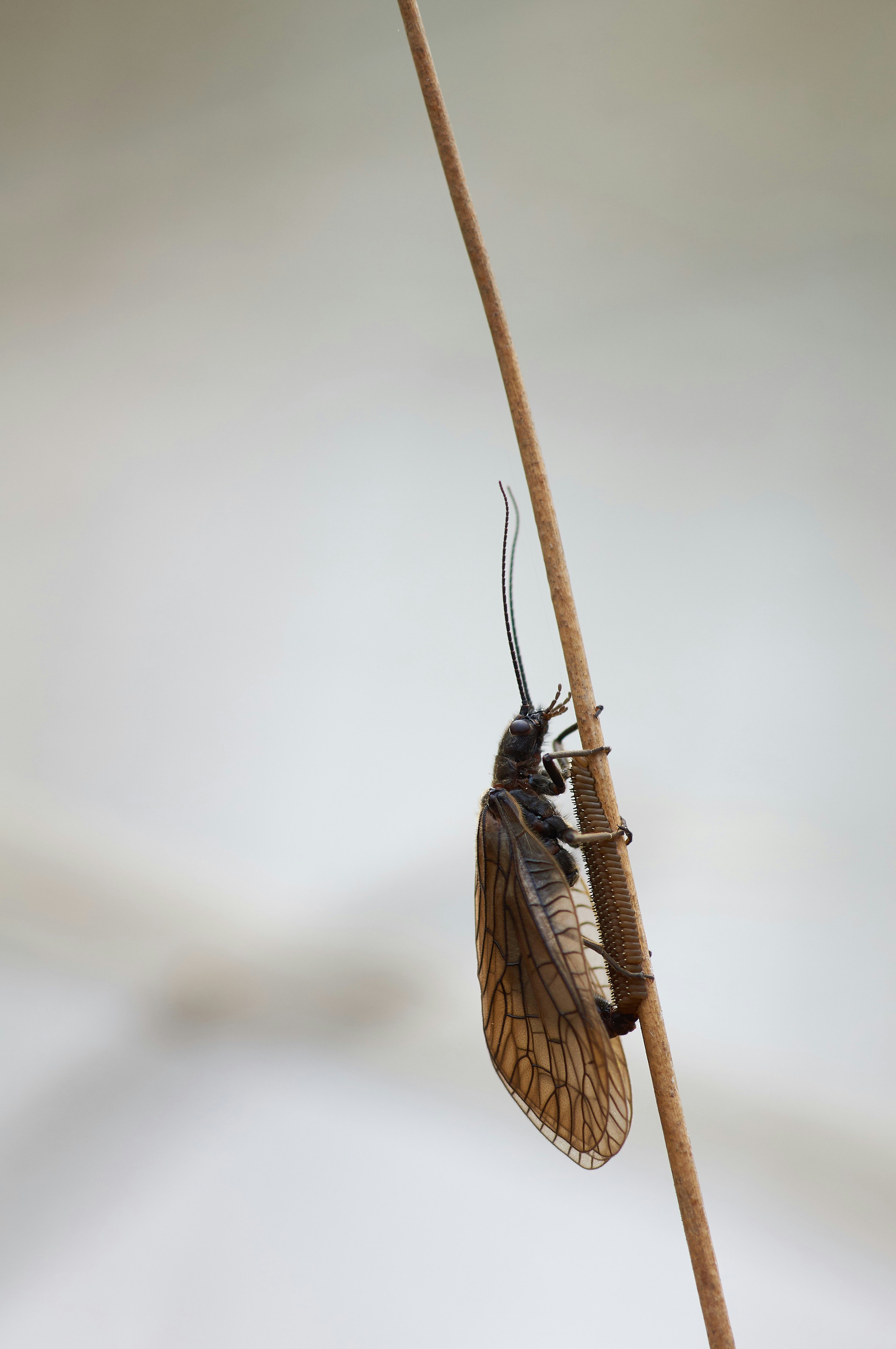 black-and-brown-insect-on-white-surface