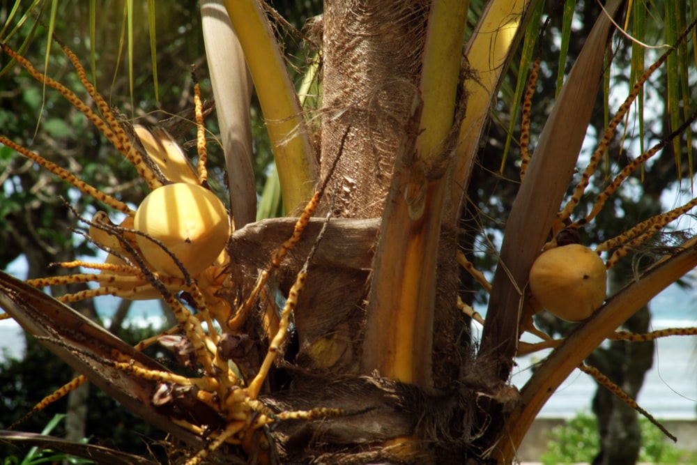 Fruta amarilla sobre árbol marrón