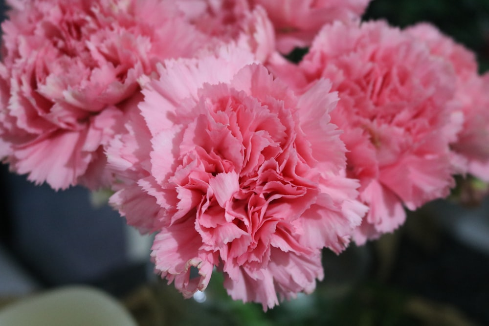 pink flower in macro shot