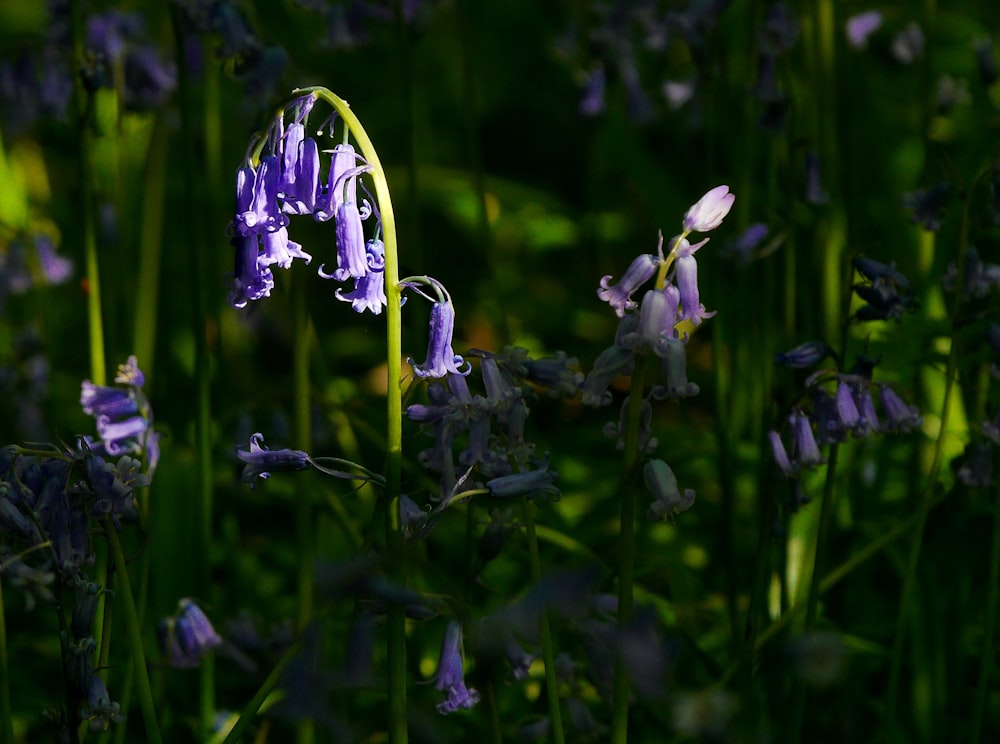 purple flowers in tilt shift lens