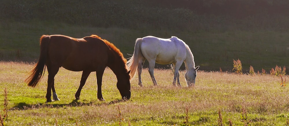 brown and white horse eating grass