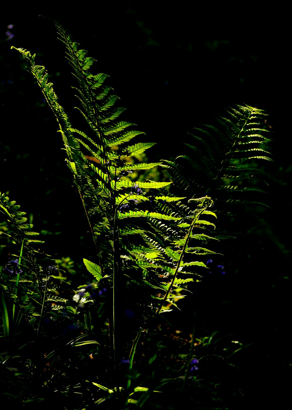 planta de samambaia verde em fotografia de perto