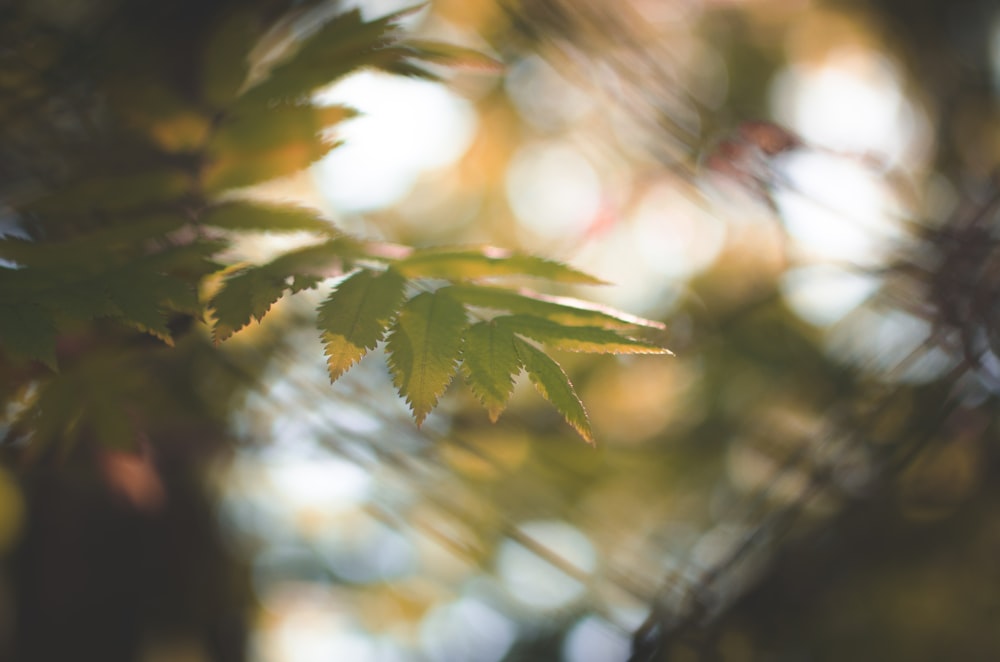 green leaf in tilt shift lens