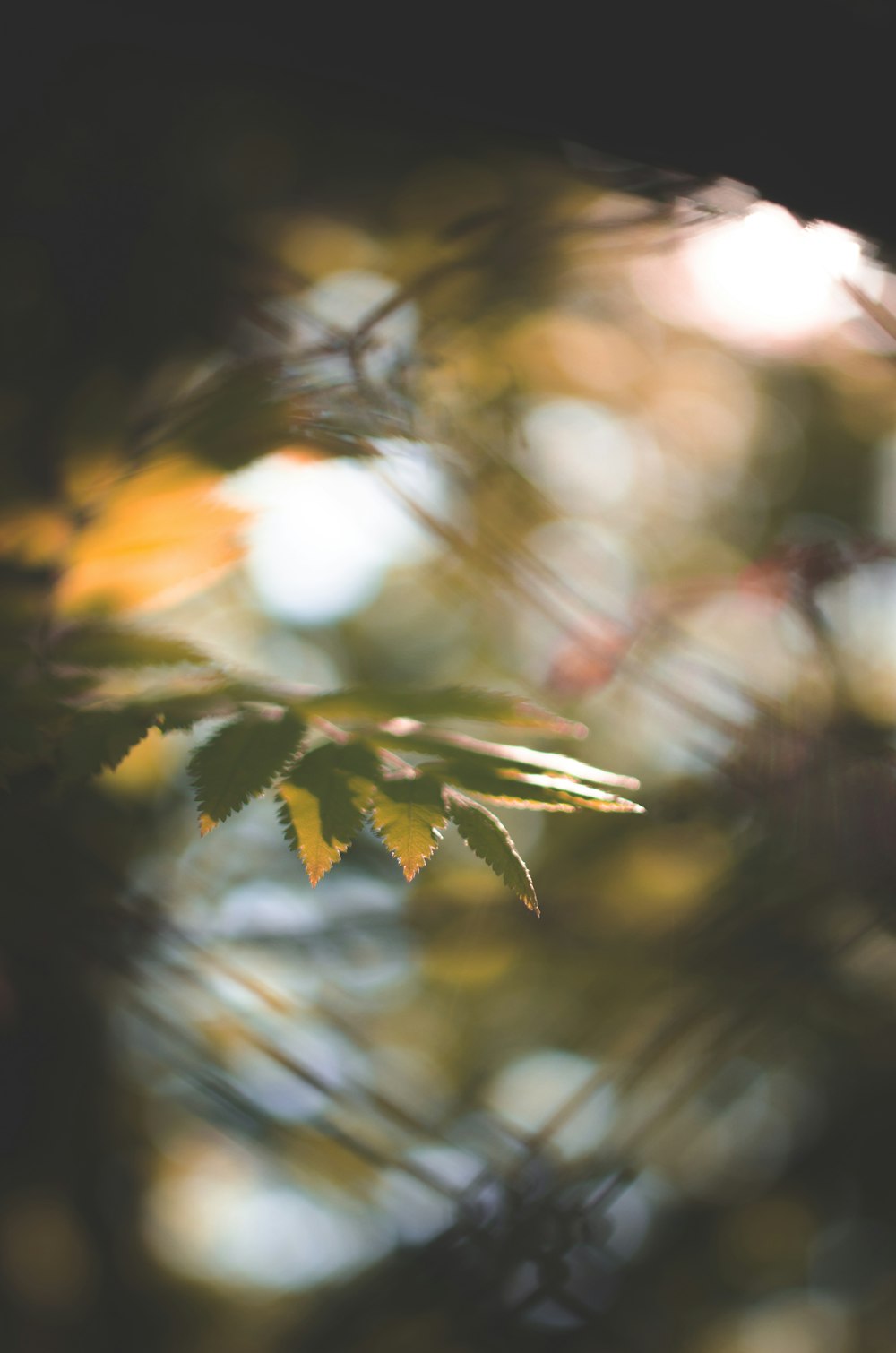 green leaf in close up photography