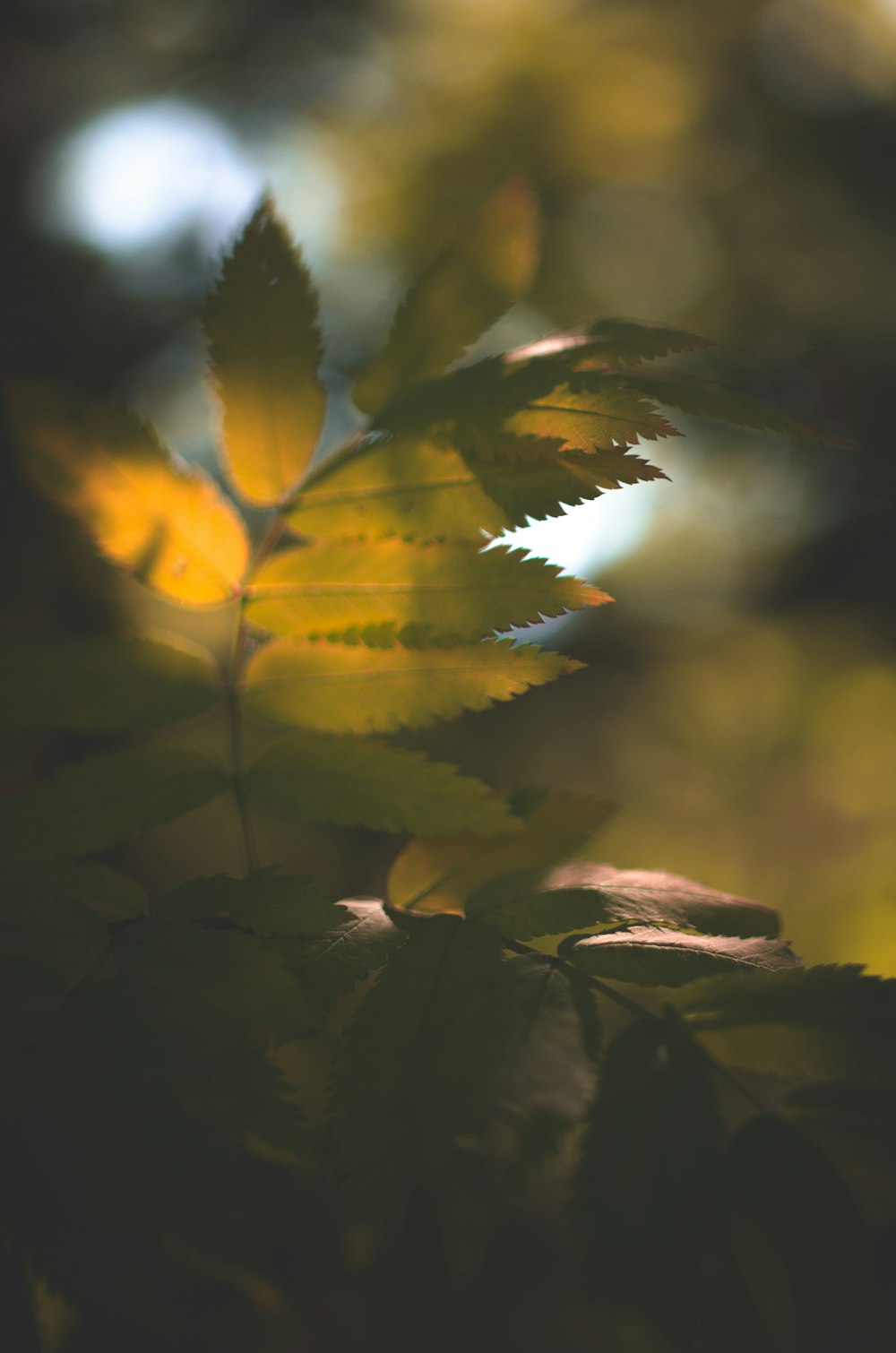 yellow and green leaves in tilt shift lens